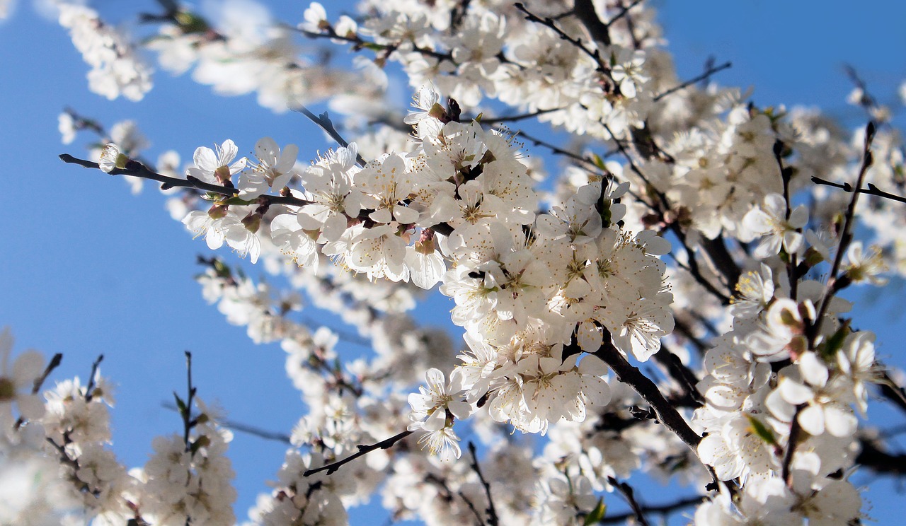 cherry-blossoms-3381666_1280.jpg