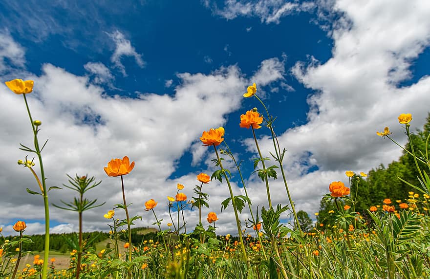 landscape-meadow-flowers-sky-buttercup-bogart-village-june-mongolia.jpg